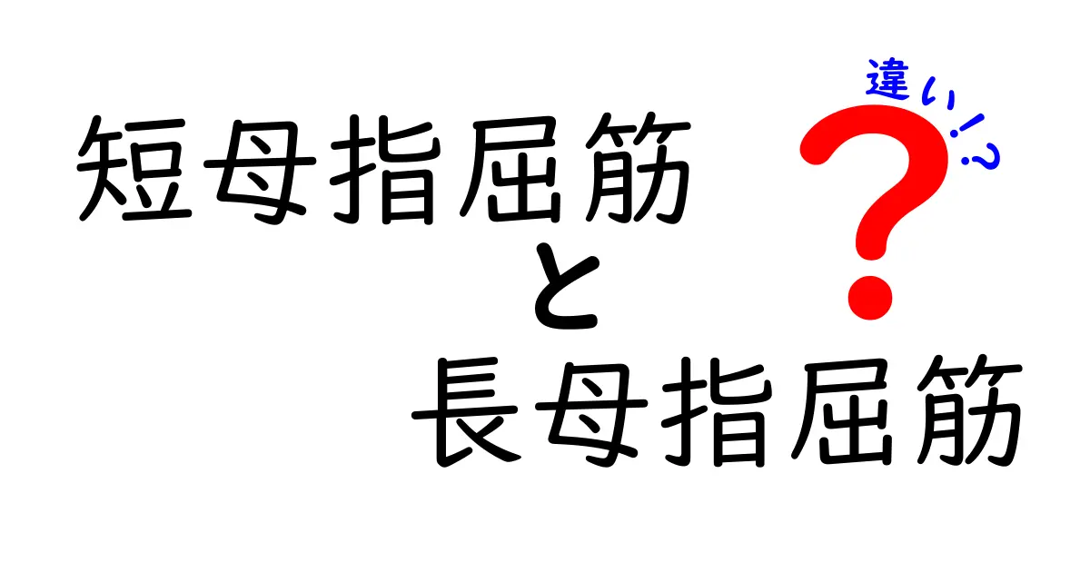 短母指屈筋と長母指屈筋の違いをわかりやすく解説 仕組みと日常動作のポイント