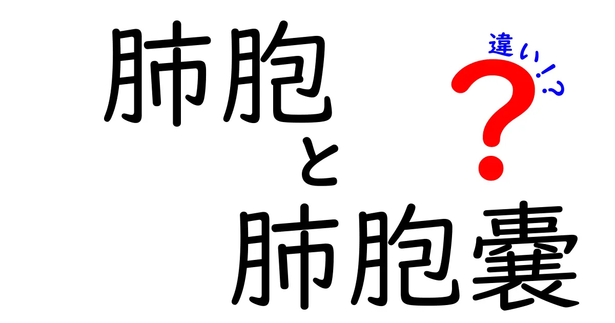 肺胞と肺胞嚢の違いを徹底解説｜中学生にもわかる図解つきガイド