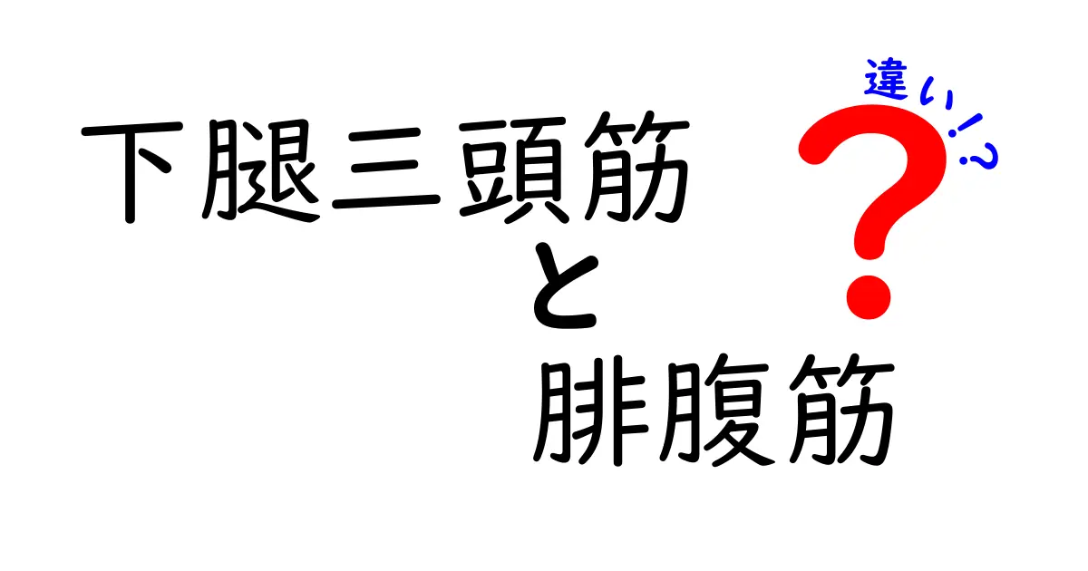下腿三頭筋と腓腹筋の違いをわかりやすく解説！名前の由来から機能まで徹底比較