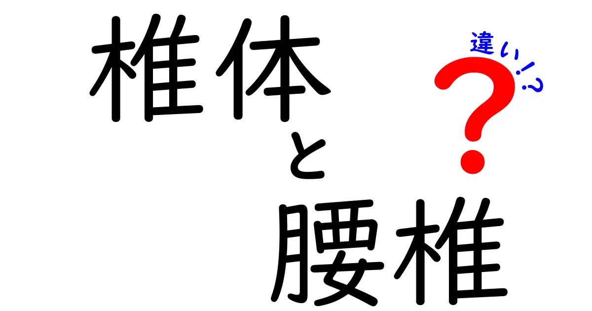 椎体と腰椎の違いを徹底解説！背骨の本当の働きを理解するための入門ガイド