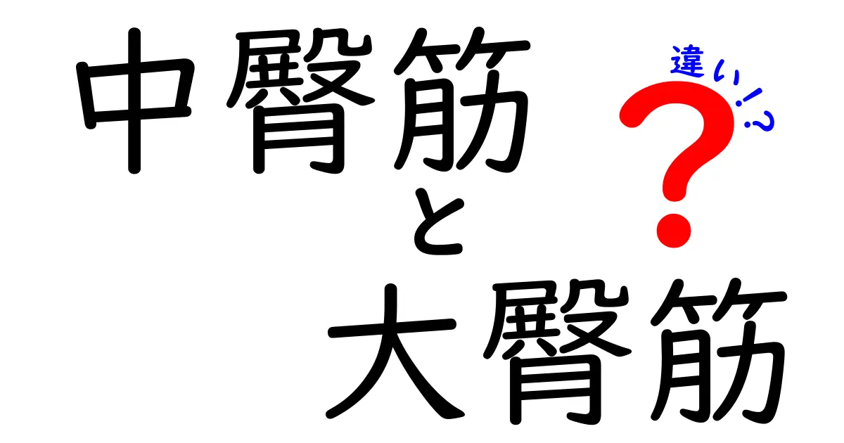 中臀筋と大臀筋の違いを徹底解説！部位別の役割と正しい鍛え方で美しく健康的なお尻を手に入れよう