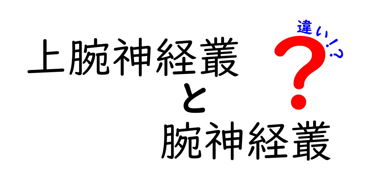 上腕神経叢と腕神経叢の違いを徹底解説｜名前の謎と解剖のポイントを中学生にもわかる図解
