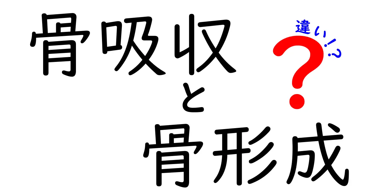 骨吸収と骨形成の違いを徹底解説！中学生でも分かる骨の新陳代謝ガイド