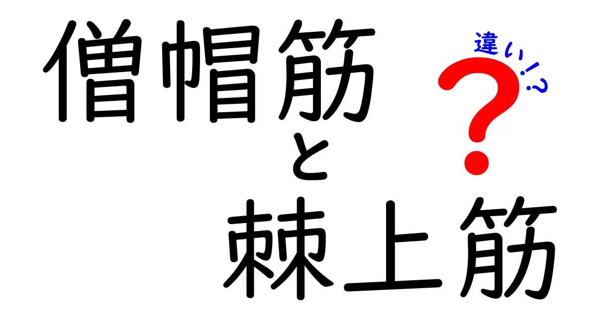 僧帽筋と棘上筋の違いを徹底解説！位置・機能・痛みの原因をわかりやすく見分けるコツ