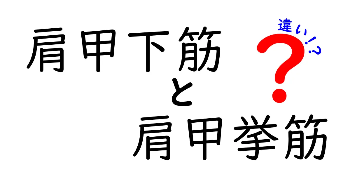 肩甲下筋と肩甲挙筋の違いをわかりやすく解説！肩の動きと痛みの原因を見抜く基礎ガイド