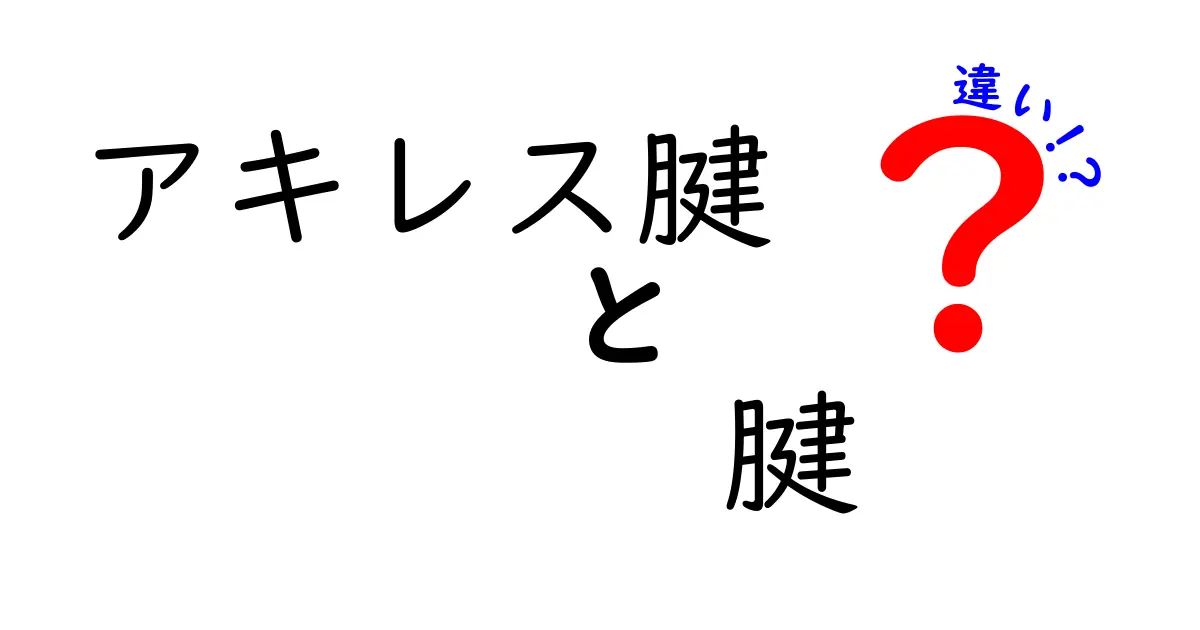 アキレス腱と腱の違いを徹底解説！日常の痛みを防ぐための基礎知識と見分け方