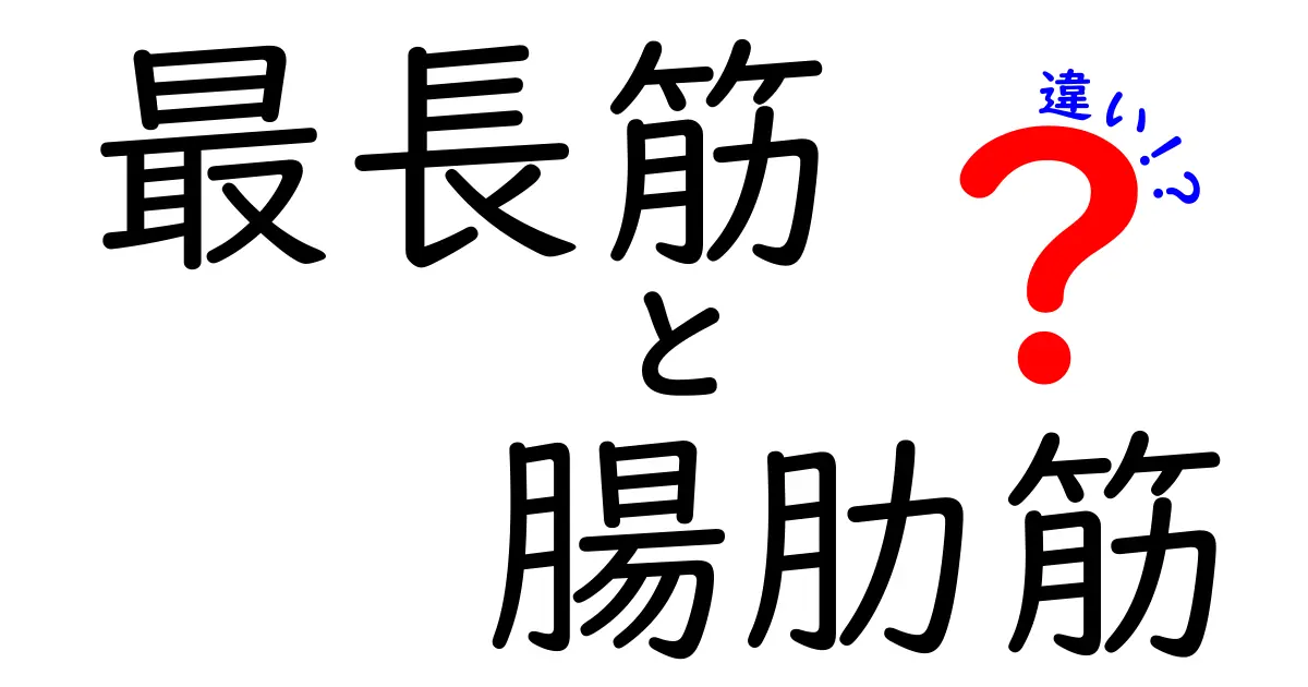 最長筋と腸肋筋の違いを徹底解説！背中の筋肉の正体を中学生にも分かる言葉で