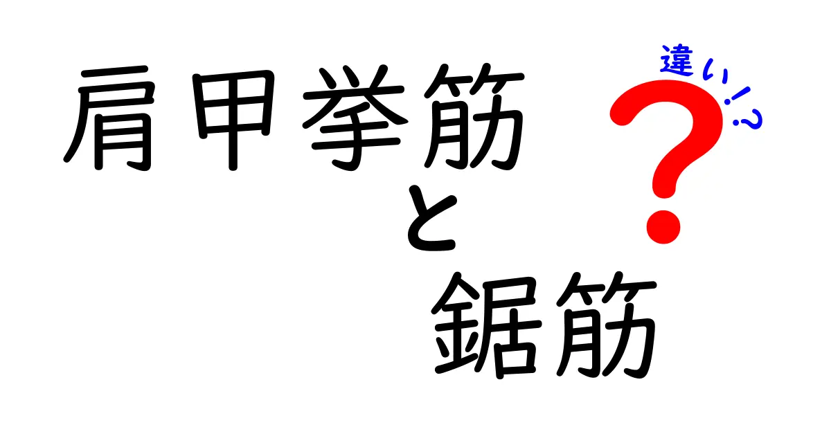 肩甲挙筋と鋸筋の違いを徹底解説！名称・役割・痛みの原因まで完全ガイド