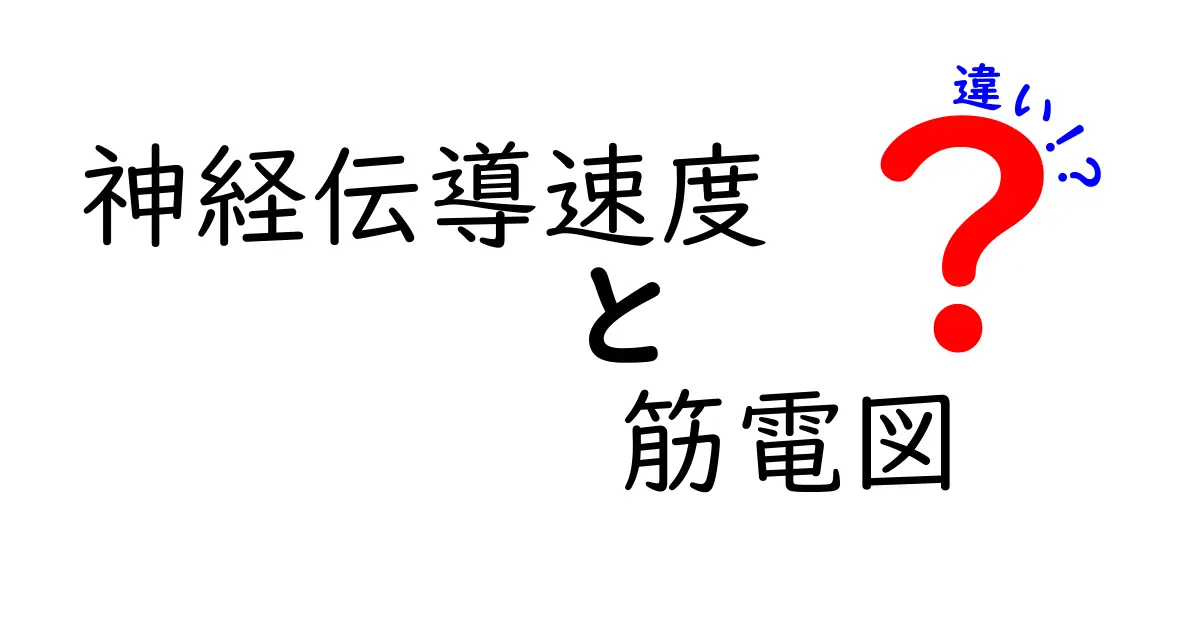 神経伝導速度と筋電図の違いを中学生にもわかる実践ガイド｜速さと測定のしくみを徹底解説
