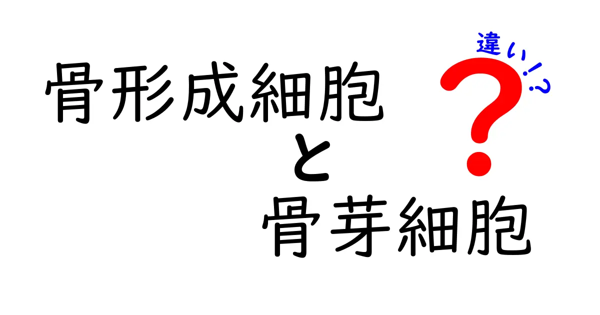 骨形成細胞と骨芽細胞の違いを徹底解説！骨ができる仕組みをやさしく理解