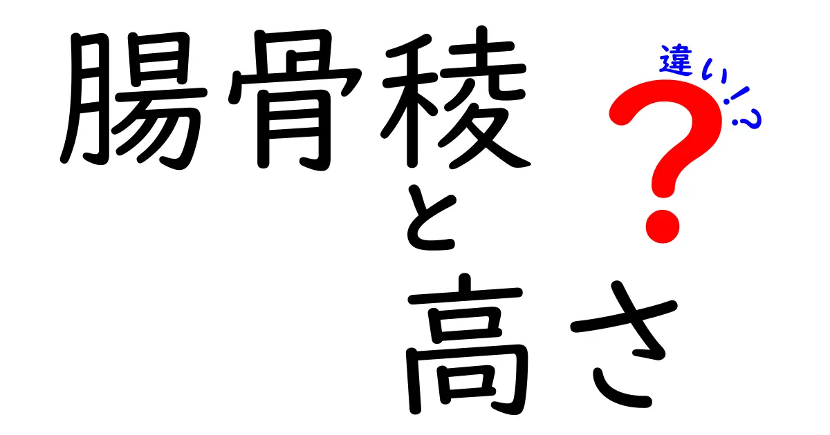 腸骨稜の高さの違いを徹底解説！男女や成長でどう変わるの？
