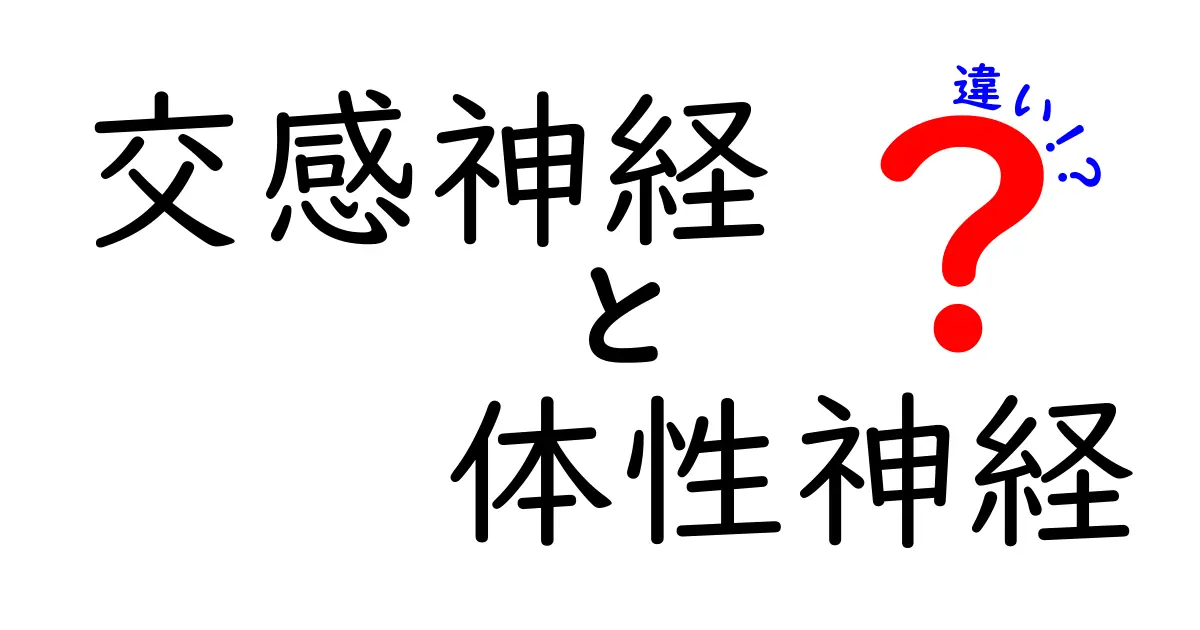 交感神経と体性神経の違いを図解でわかりやすく解説！中学生にも伝わる基本としくみ
