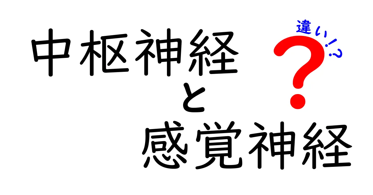 中枢神経と感覚神経の違いを徹底解説！中学生にもわかる図解つきガイド