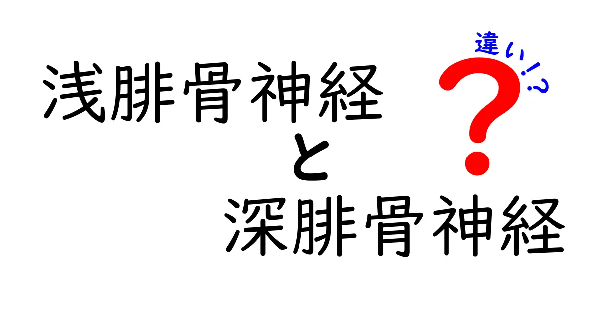 浅腓骨神経と深腓骨神経の違いを徹底解説！知っておくべきポイント