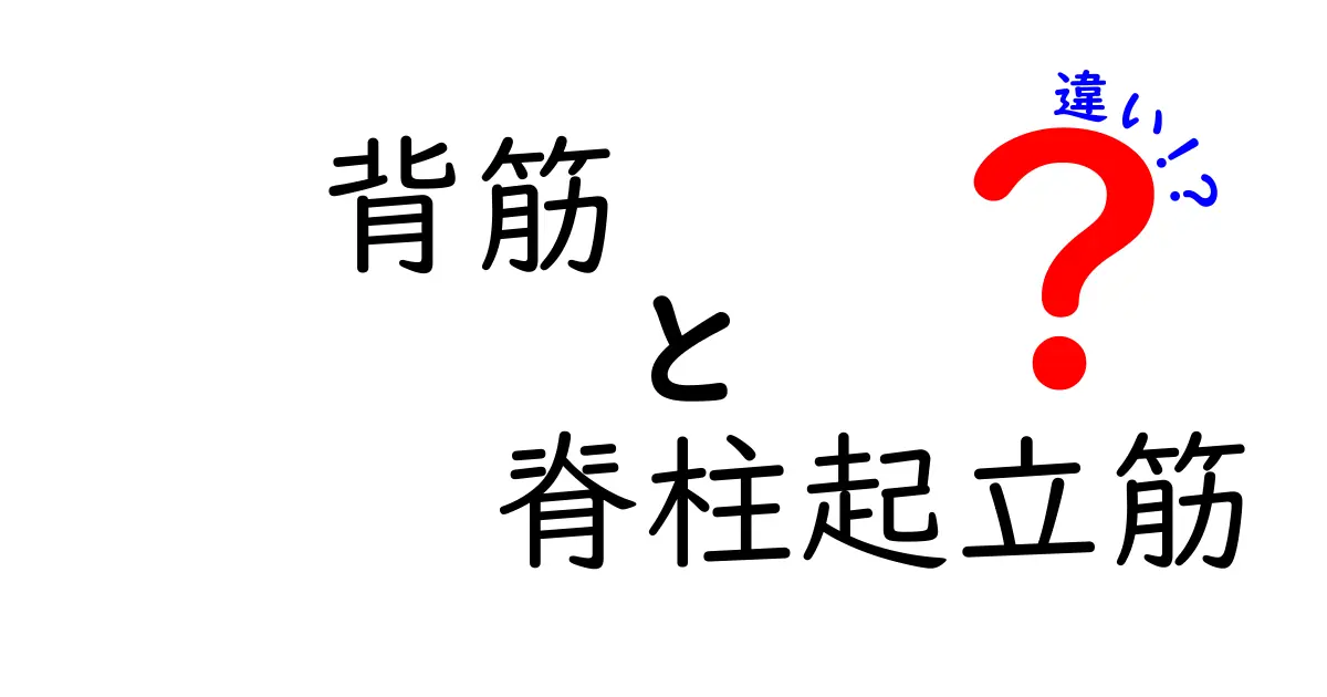 背筋と脊柱起立筋の違いを徹底解説：名前の意味と日常での役割をやさしく理解する