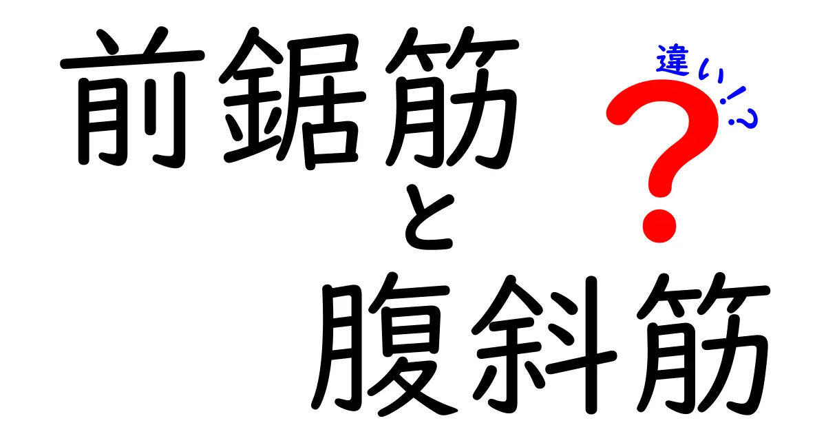 前鋸筋と腹斜筋の違いを徹底解説！体を動かす秘密を中学生にもわかる解説