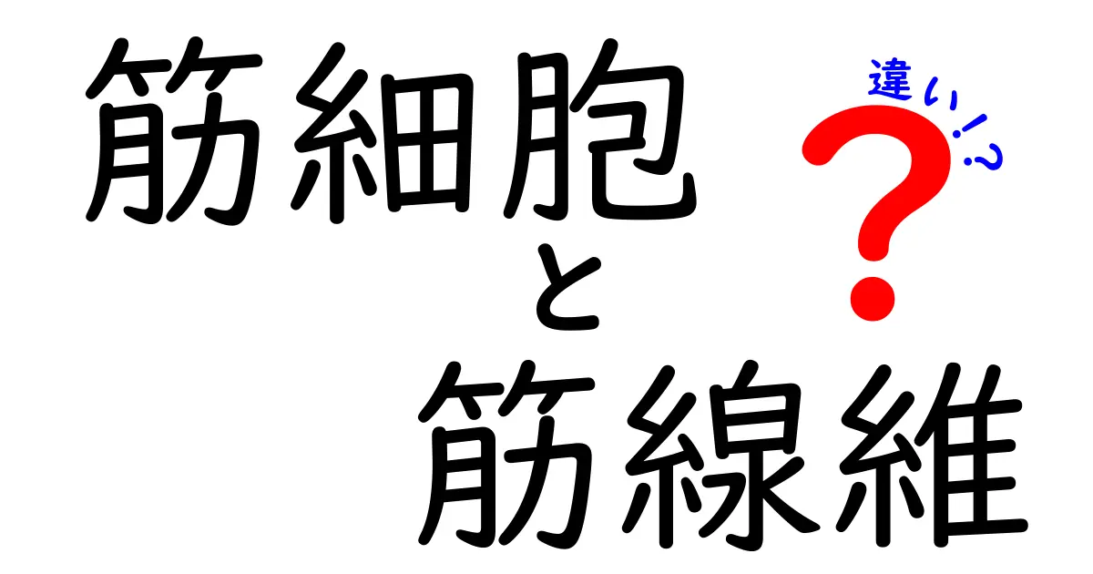 筋細胞と筋線維の違いを徹底解説！1つの細胞と多くの細胞が作る筋肉の不思議