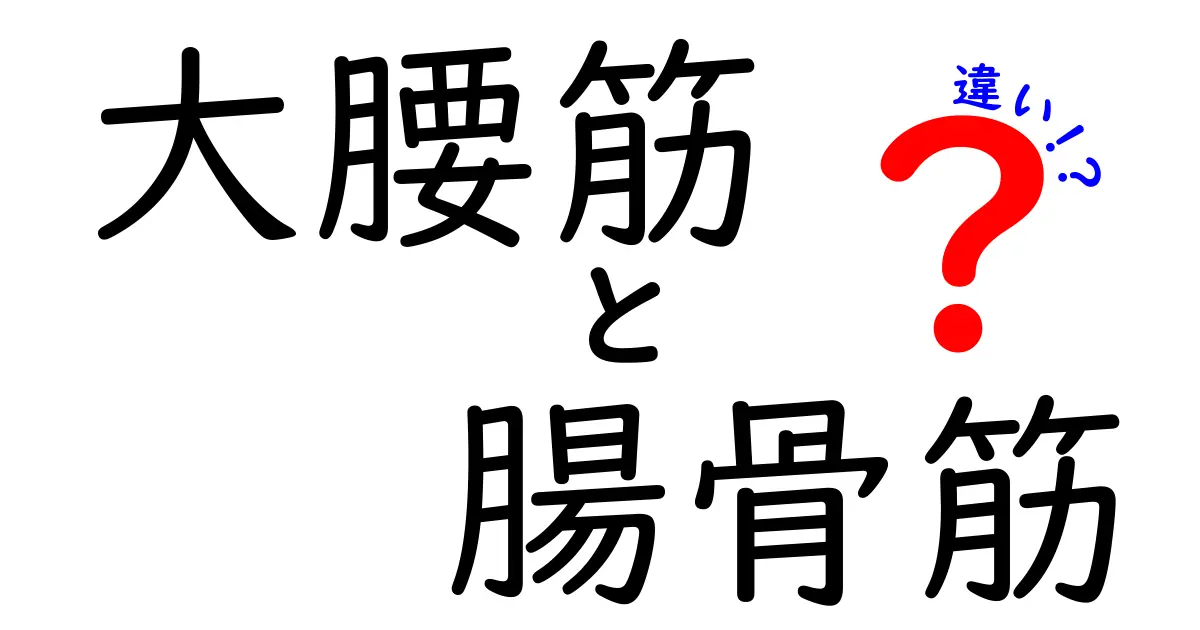 大腰筋と腸骨筋の違いを徹底解説！体の動きを左右する深層の筋肉をわかりやすく読み解く